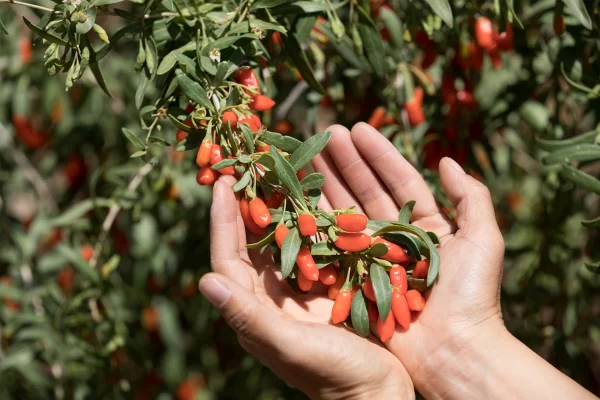 Fresh goji berries